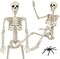 36" Life-Size Skeleton Halloween Decoration – Full-Body Movable Skeleton with 20 Spiders for Yard, Haunted House, Indoor & Outdoor Decor